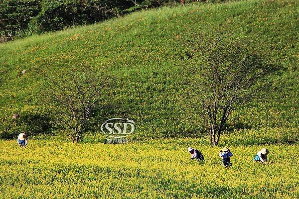 花蓮一日上山又下海