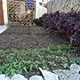 菲律賓開心農場-自己種菜-學校一角03.jpg