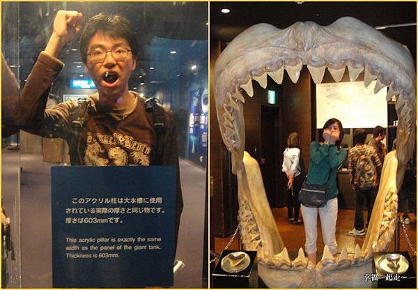 水族箱厚度 &amp; 鯊魚之口