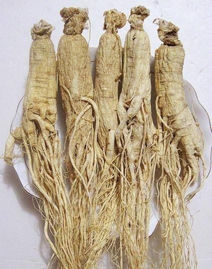 人蔘.jpg