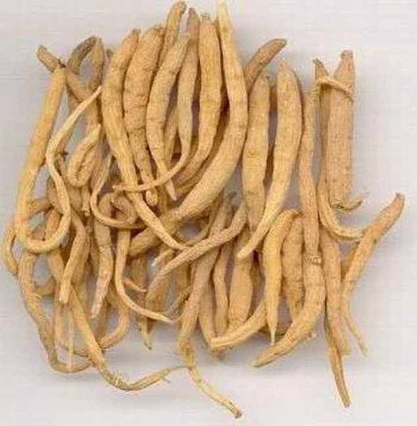 太子蔘.jpg