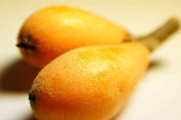 Loquat.jpg