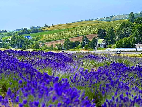 2023_7_8_北海道避暑7日遊_美瑛上富良野菅野農場(か