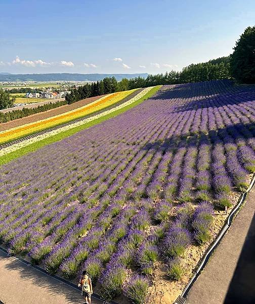 2023_7_8_北海道避暑7日遊_ 夏季必訪景點_富良野『