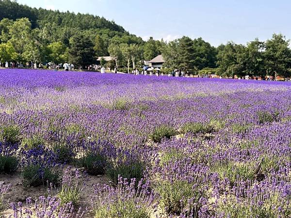 2023_7_8_北海道避暑7日遊_ 夏季必訪景點_富良野『