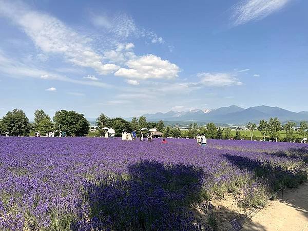 2023_7_8_北海道避暑7日遊_ 夏季必訪景點_富良野『