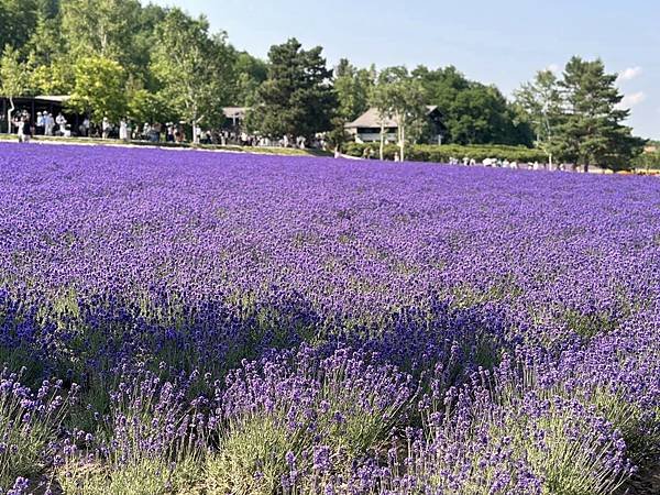 2023_7_8_北海道避暑7日遊_ 夏季必訪景點_富良野『