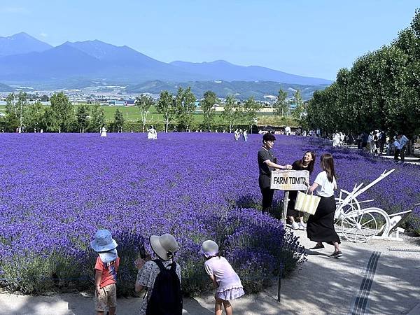 2023_7_8_北海道避暑7日遊_ 夏季必訪景點_富良野『