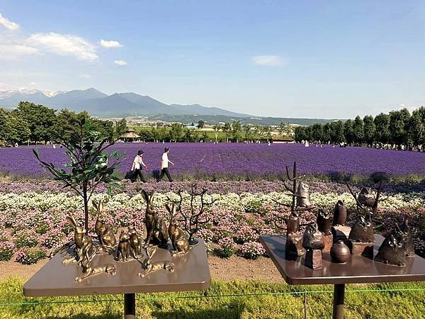 2023_7_8_北海道避暑7日遊_ 夏季必訪景點_富良野『