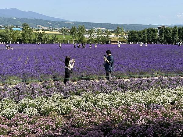 2023_7_8_北海道避暑7日遊_ 夏季必訪景點_富良野『