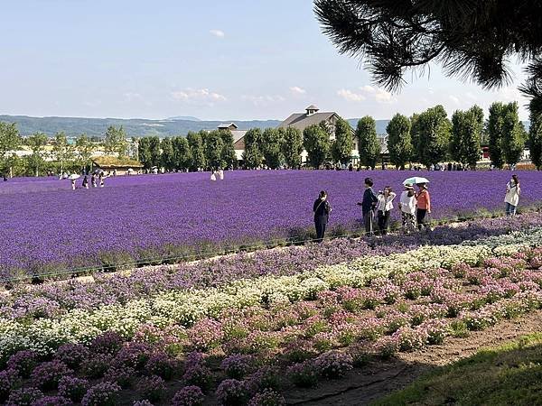 2023_7_8_北海道避暑7日遊_ 夏季必訪景點_富良野『