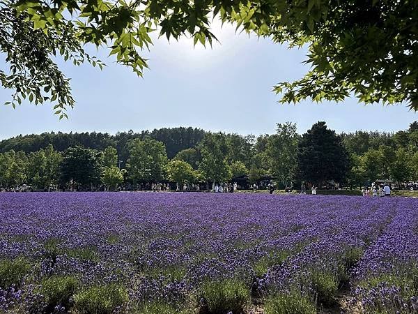 2023_7_8_北海道避暑7日遊_ 夏季必訪景點_富良野『