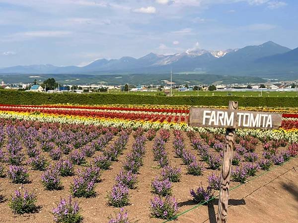 2023_7_8_北海道避暑7日遊_ 夏季必訪景點_富良野『