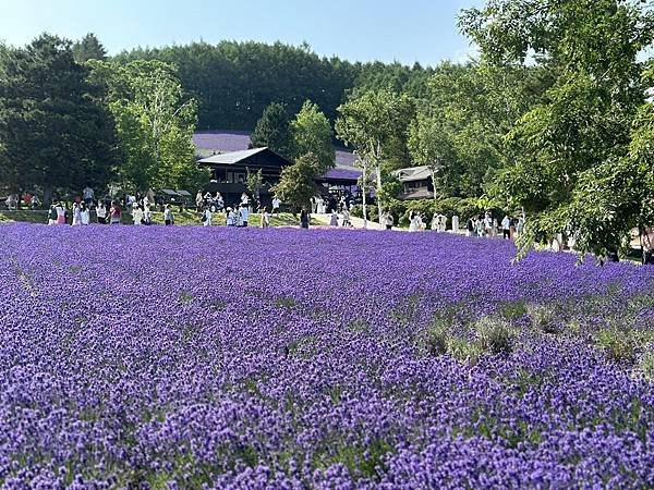 2023_7_8_北海道避暑7日遊_ 夏季必訪景點_富良野『