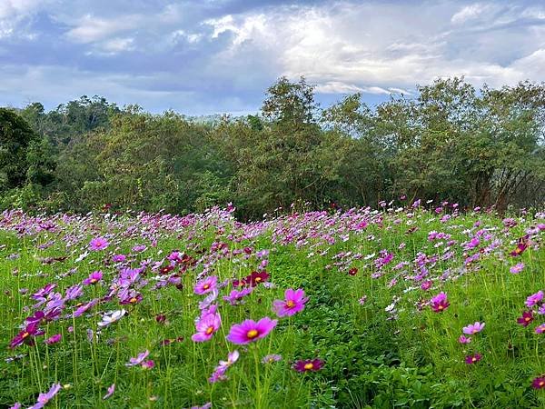 2024_1_8-9_南部無菜單旅遊_竹崎親水公園+落羽松+