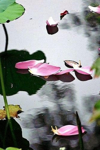 荷葉花瓣.jpg