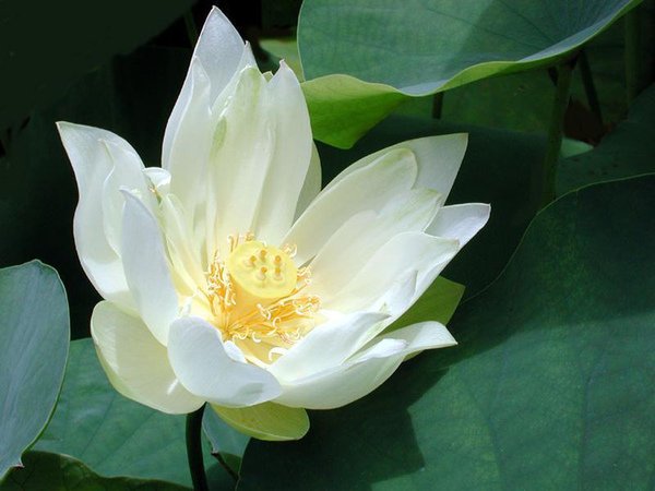 荷花2.jpg
