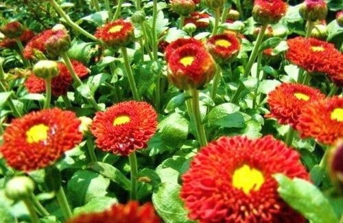 小雛菊.jpg