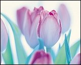 典雅花卉.jpg