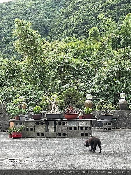 Stacy老師&gt;新北綠峰溫泉度假山莊&gt;可帶親子寵物