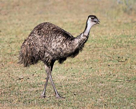 IMG_5811_emu_8_10_DxOc_30