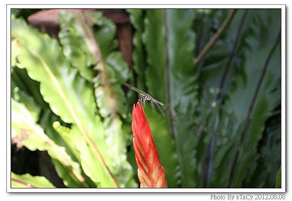 IMG_6115_nEO_IMG