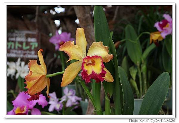 IMG_6197_nEO_IMG