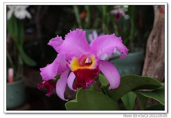 IMG_6198_nEO_IMG