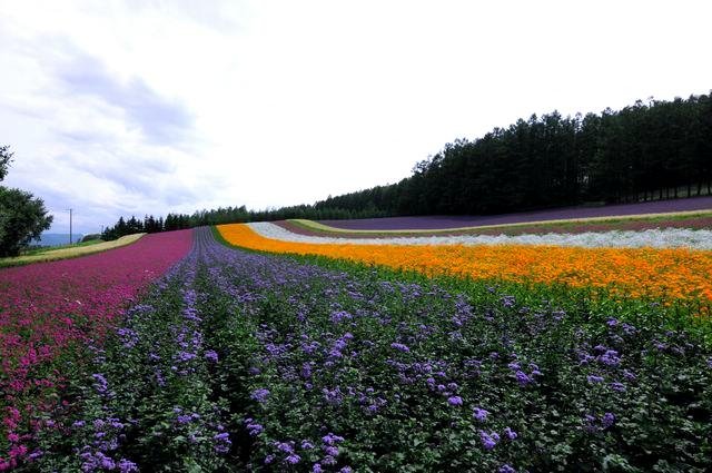 北海道~花