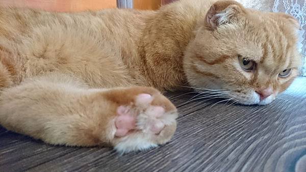 20190420 星咖啡貓咪~_190420_0018.jpg