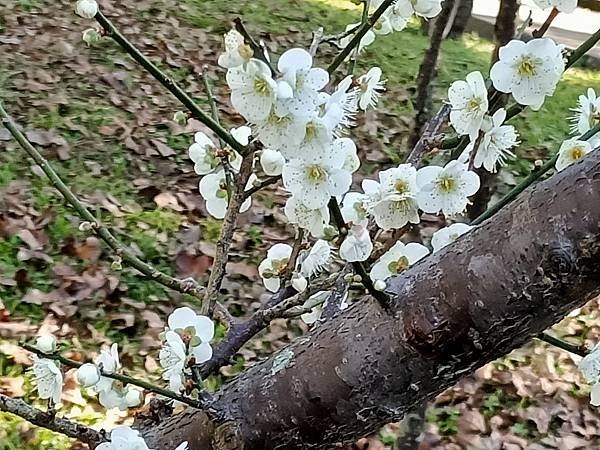 賞梅記