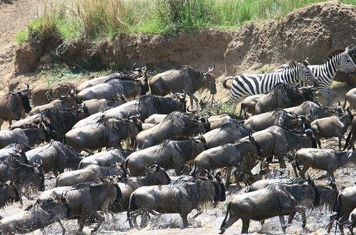 kenya-migrate.JPG