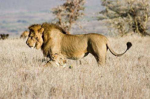 kenya-lion.JPG