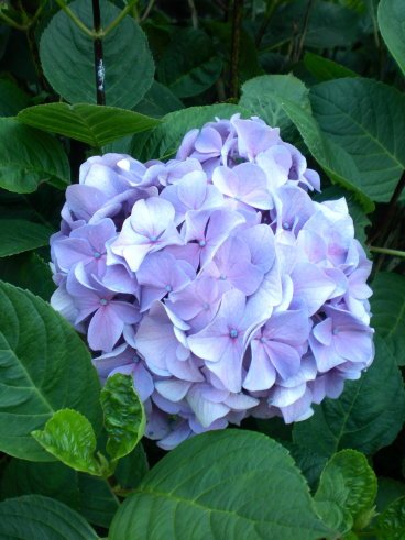 小田原繡球花之二
