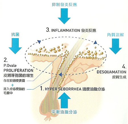 皮削芽