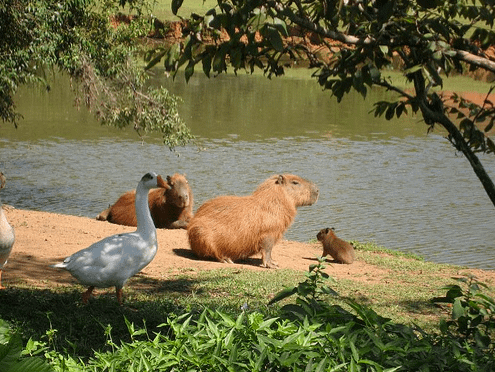 capivaras