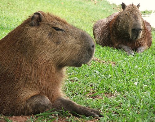 capivaras