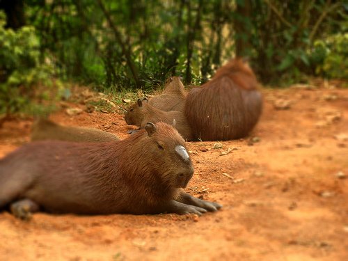 capivaras