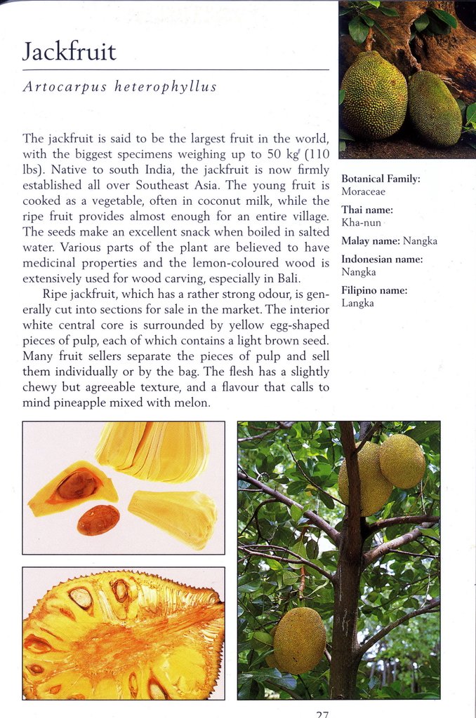 Jackfruit.jpg