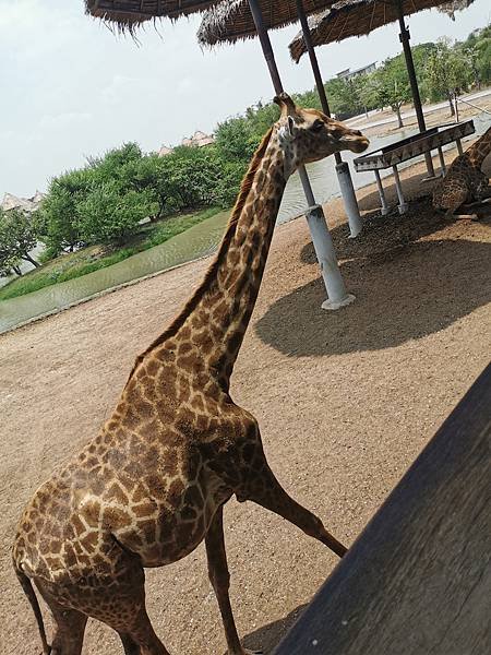 [遊] 曼谷-Safari World 賽佛瑞動物園