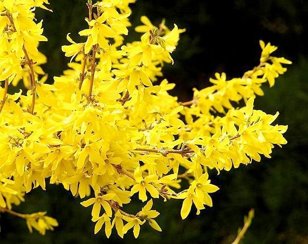 Forsythia_flower_1r