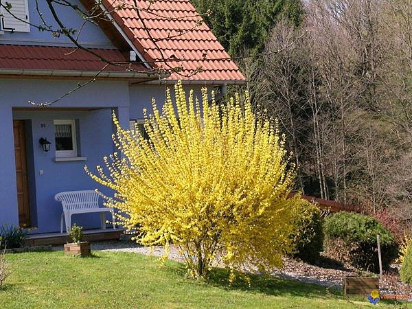 Visoflora-forsythia-248