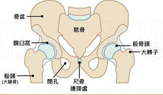 髖關節組成.jpg