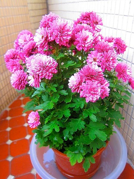 第一次種菊花，超美