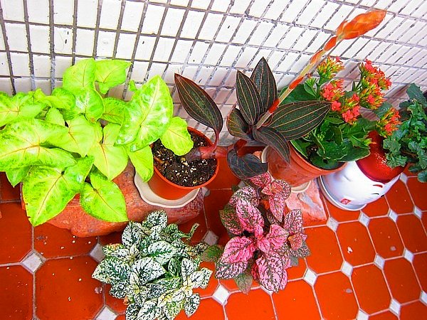 我的秘密小花園製作中