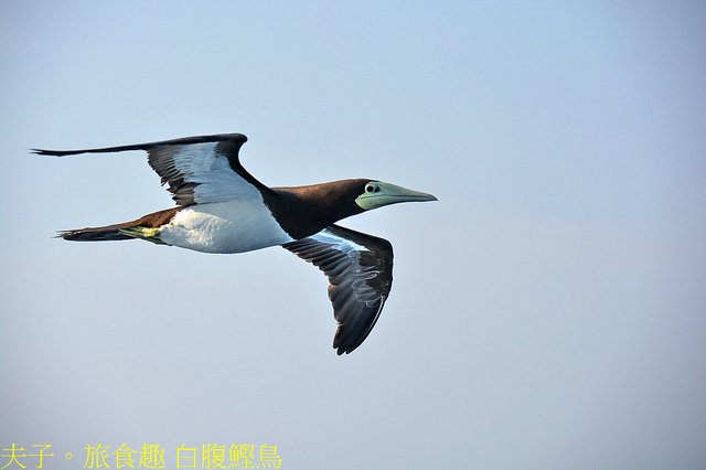 白腹鰹鳥.jpg - 全新高速客輪 南北之星  20220308
