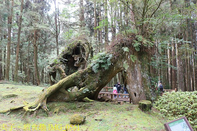 IMG_0551.jpg - 阿里山國家森林遊樂區 20220203