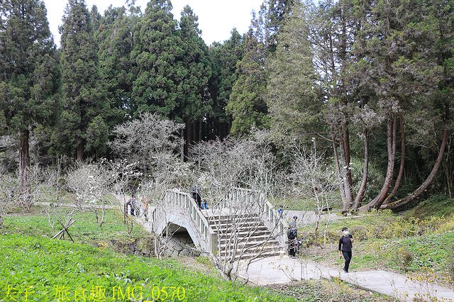 IMG_0570.jpg - 阿里山國家森林遊樂區 20220203