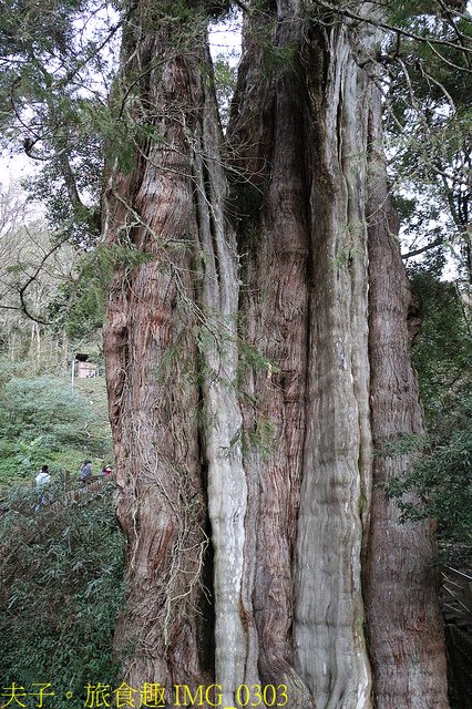 IMG_0303.jpg - 嘉義阿里山特富野古道自忠登山口看日出 20220203