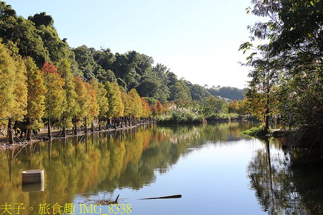 IMG_8338.jpg - 桃園大溪 月眉人工濕地生態公園  落羽松 20211215